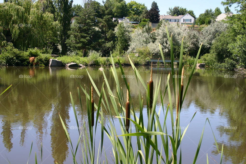 The pond and cattails
