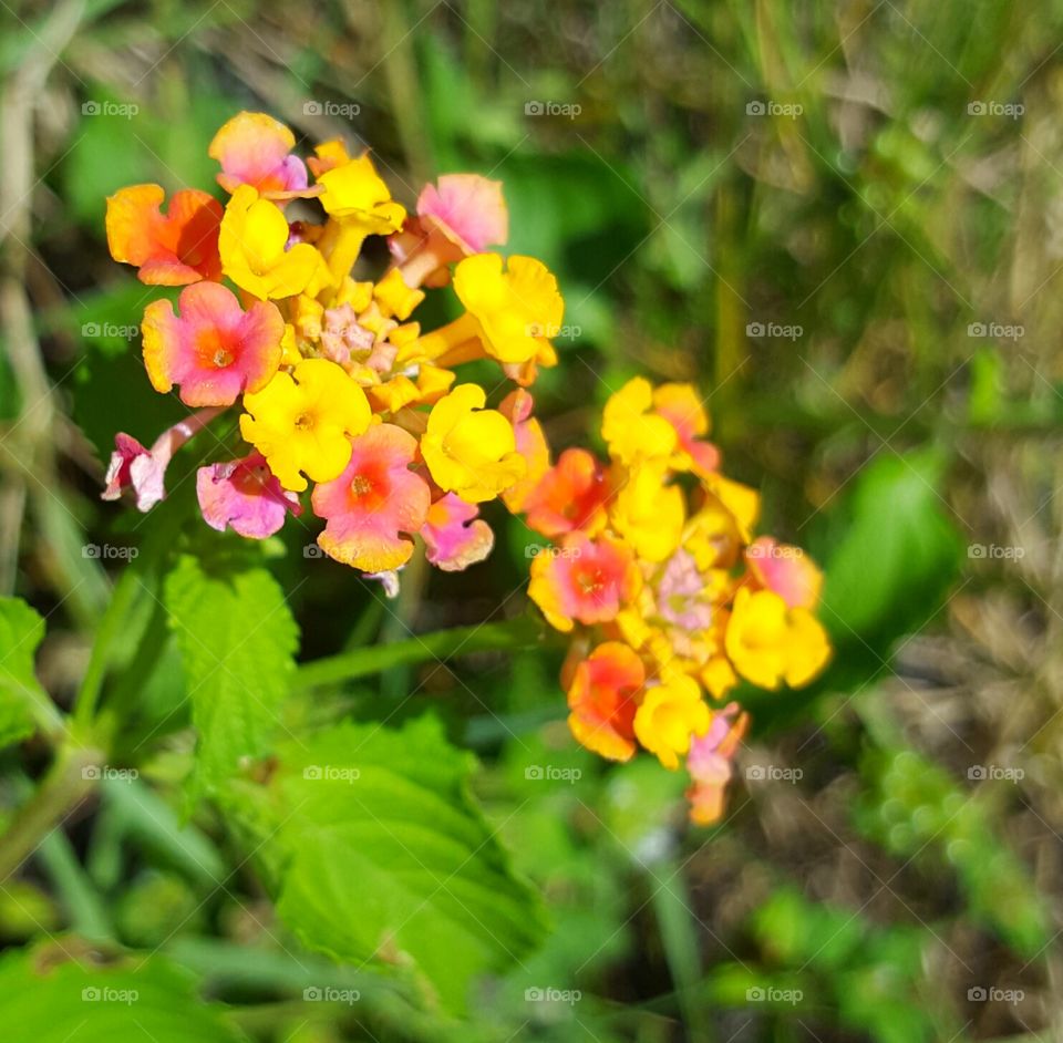 Nature, Flower, Flora, Summer, Leaf