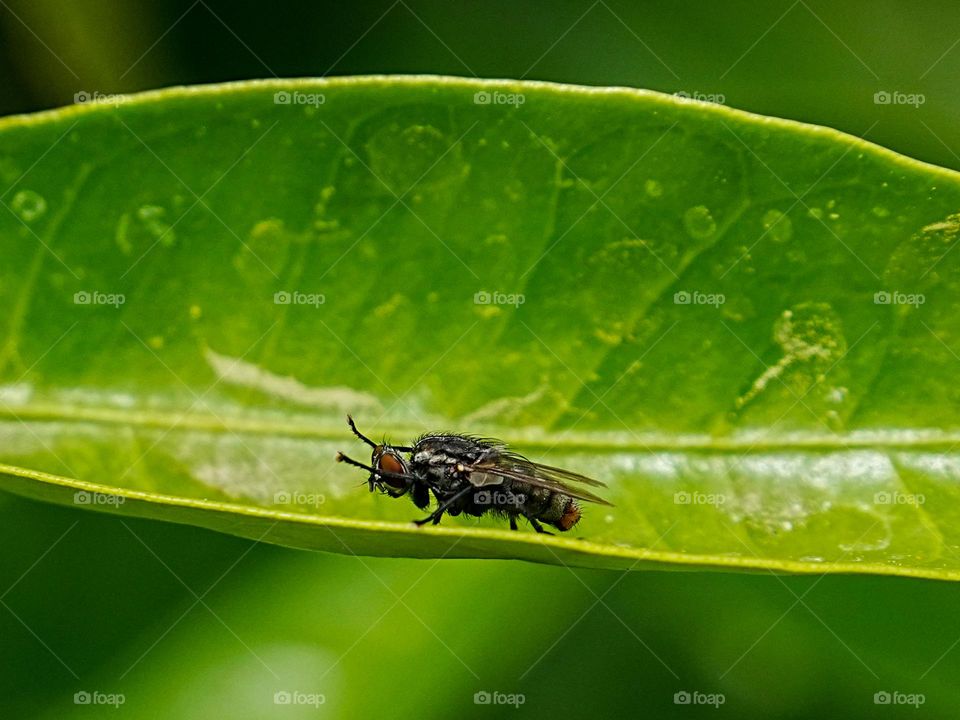 A fly stretches out its front legs as it sits atop a leaf