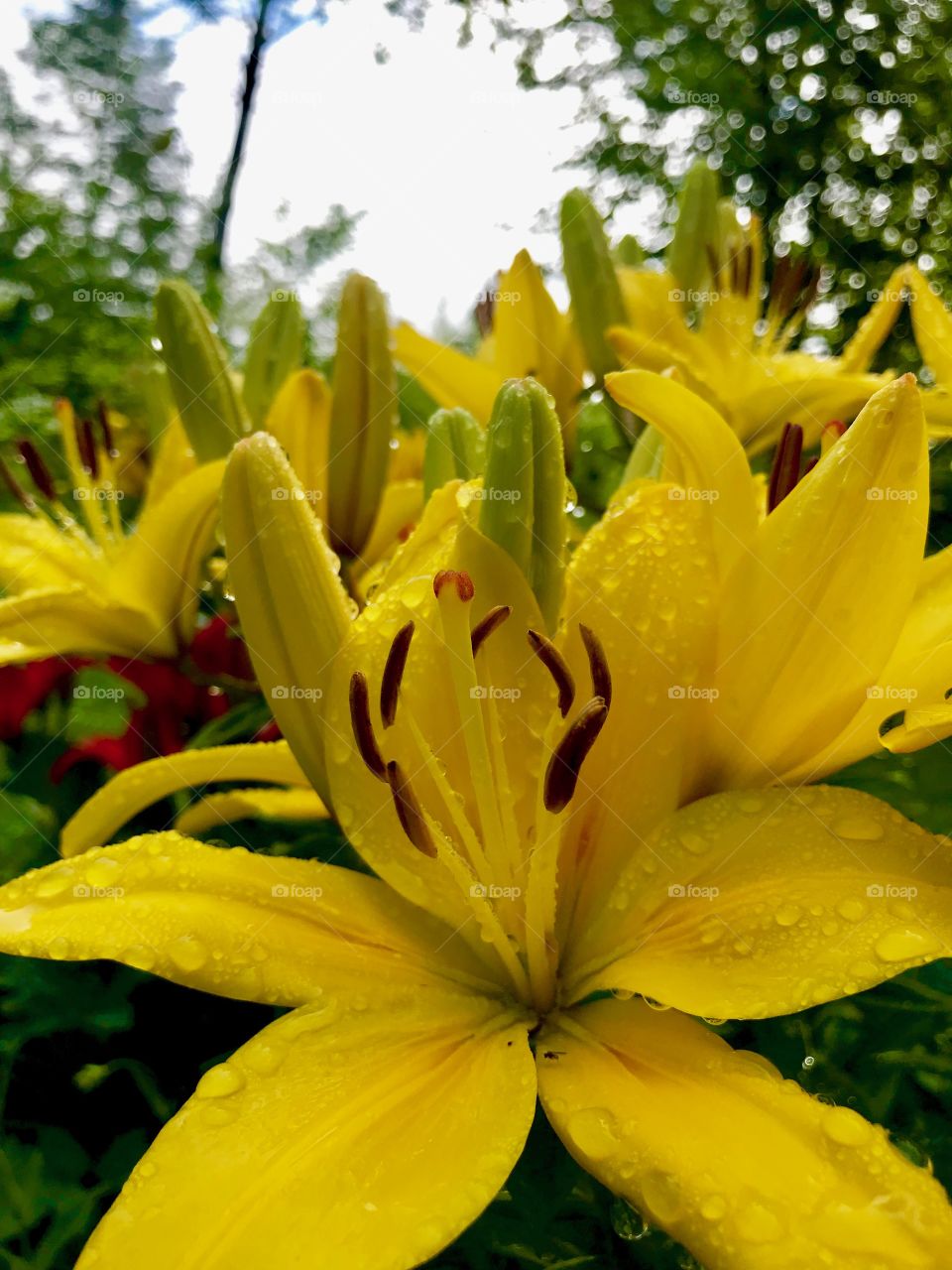 Lilies after a sun shower 
