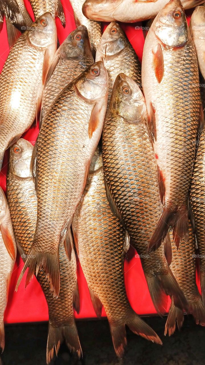 The rohu, rui, ruhi or roho labeo is a species of fish of the carp family, found in rivers in South Asia.