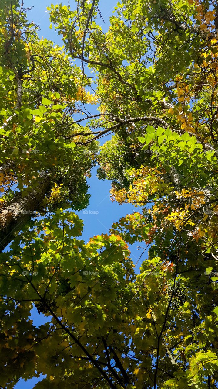 Low angle view of tree