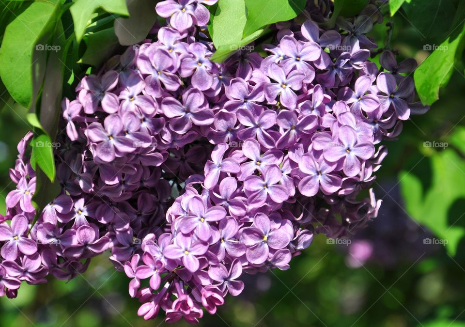 purple lilac bush