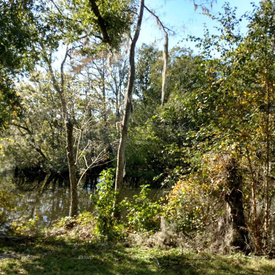 water, Ogeechee River, Cypress tree's, nature, Beauty, home