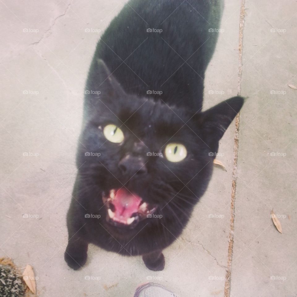 black cat. my kitty was meowing so I took a picture of her
