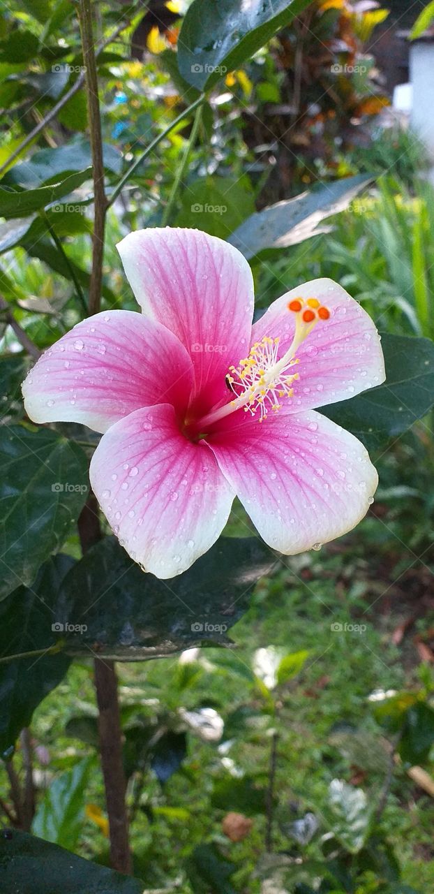 pretty hibiscus
