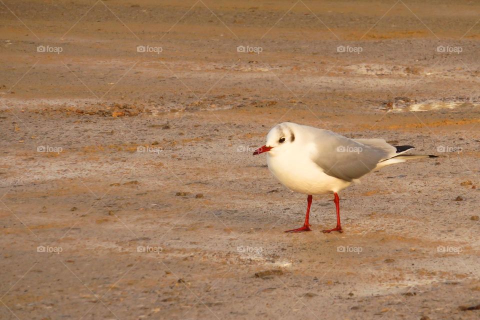 freezing seagull