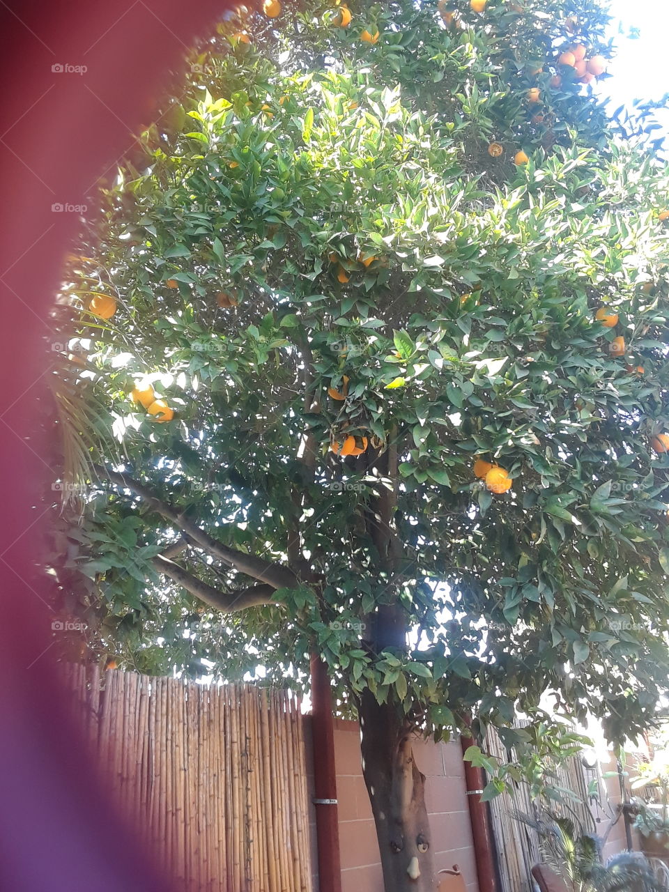 fruit tree oranges nature