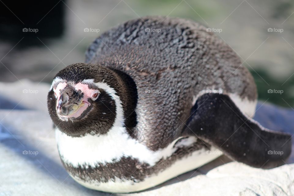 Penguin 