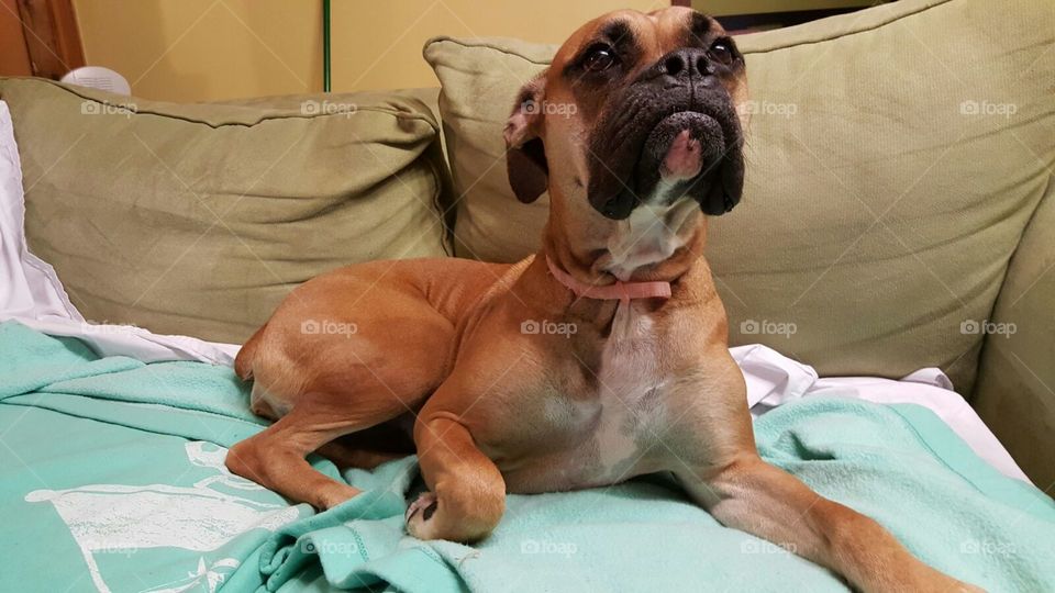 Cake the Boxer Puppy. This is my adorable Boxer puppy. She is a bit difficult sometimes,  but gentle and sweet overall.