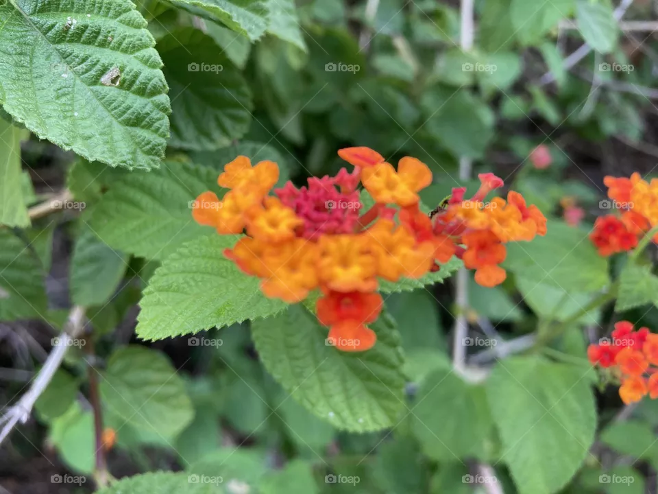 Wild mint