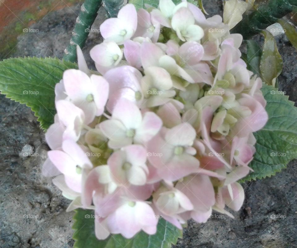 Light pink and white flower looking for you