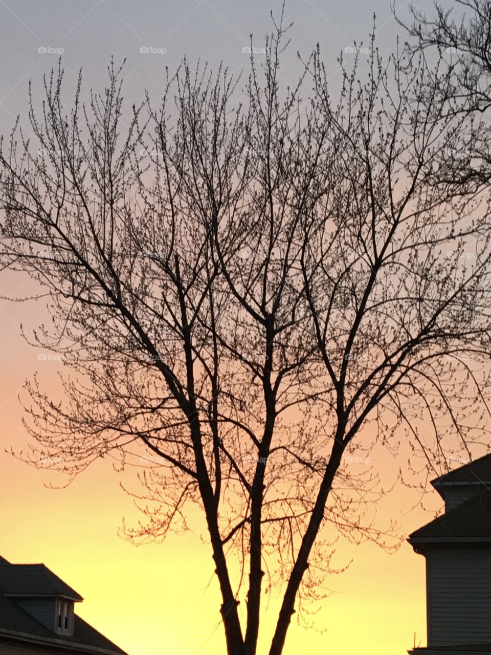 Tree silhouette with rainbow sunset background of yellow, orange, pink and blue/purple