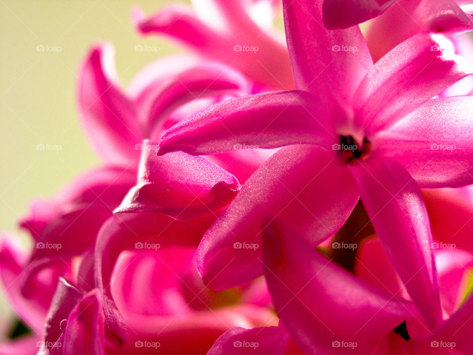 Close-up of pink flowers