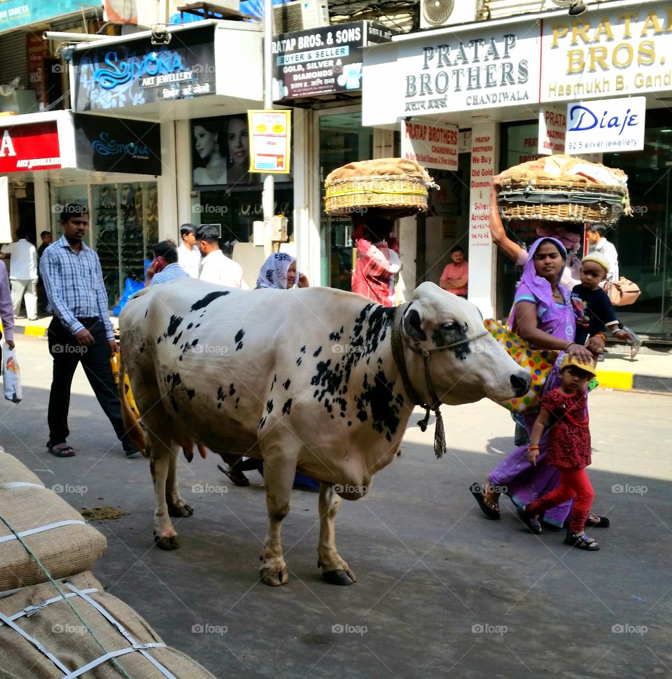 street cow