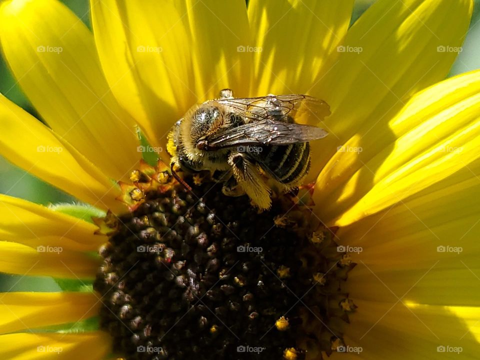 A bee pollinating a wild sunflower.