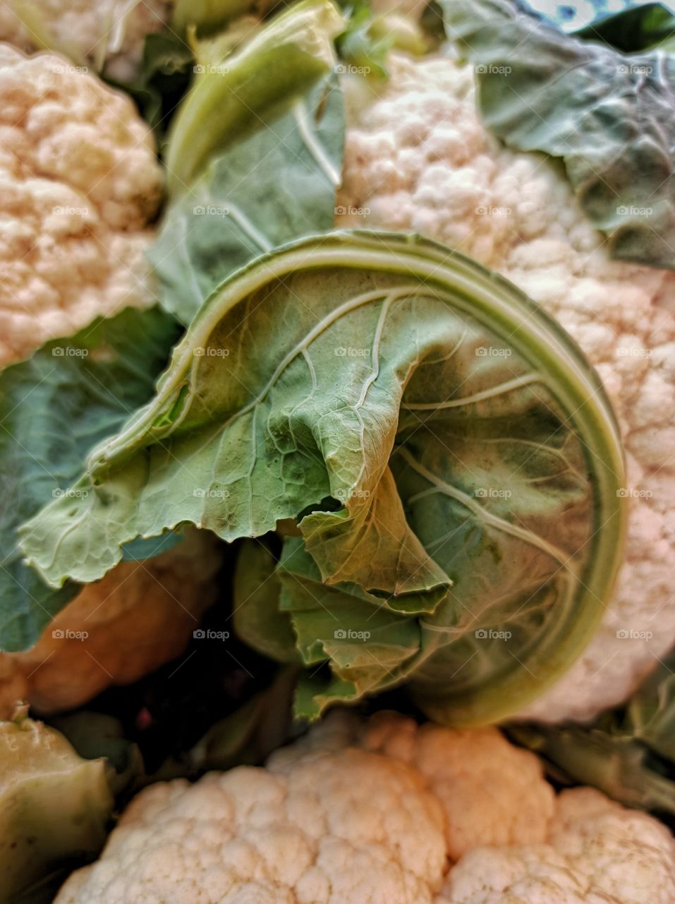 Cauliflower leaf