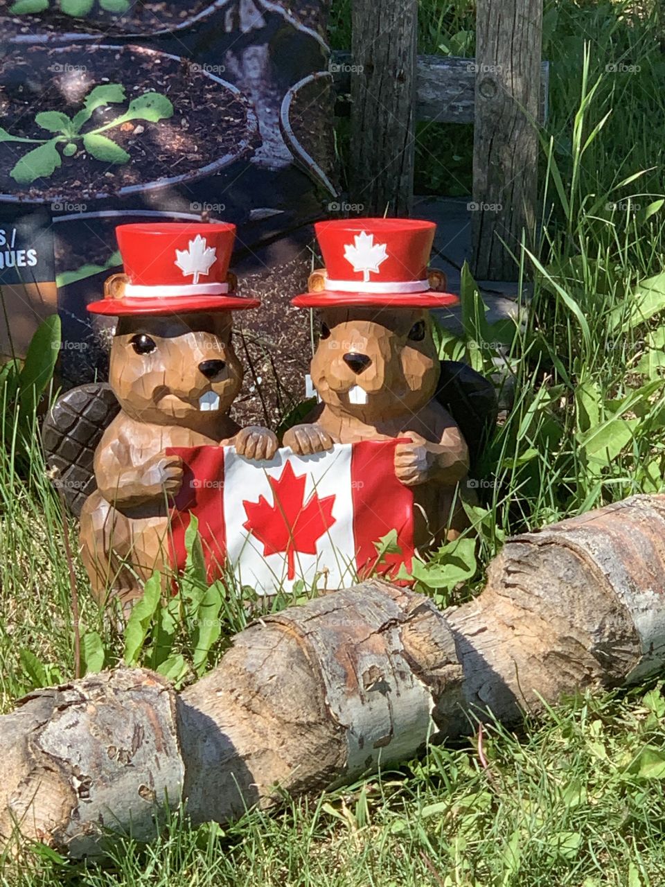 Canada day beavers 