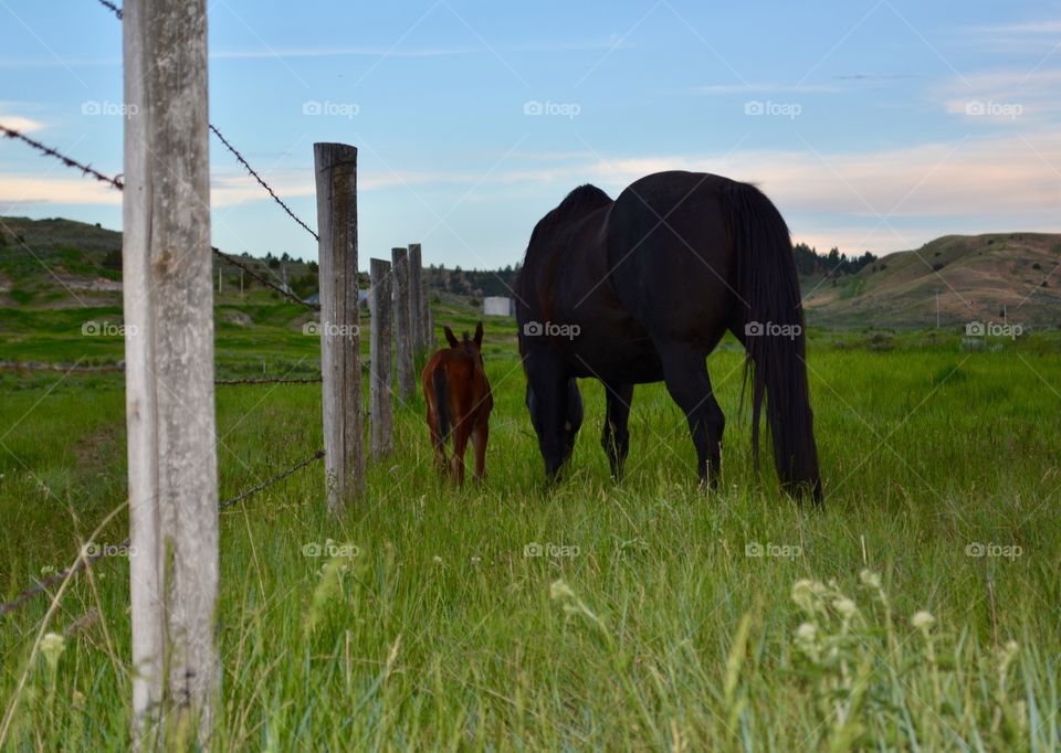 Cavalry, Grass, Farm, Mare, Pasture