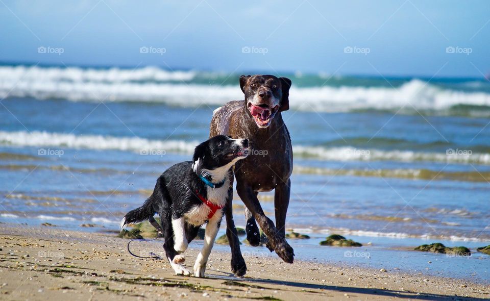 Two wet dogs running and having fun at the beach