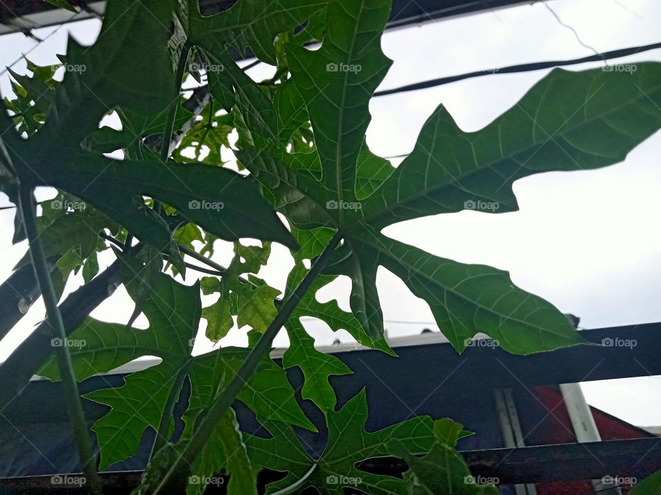 my tanaman hidroponik