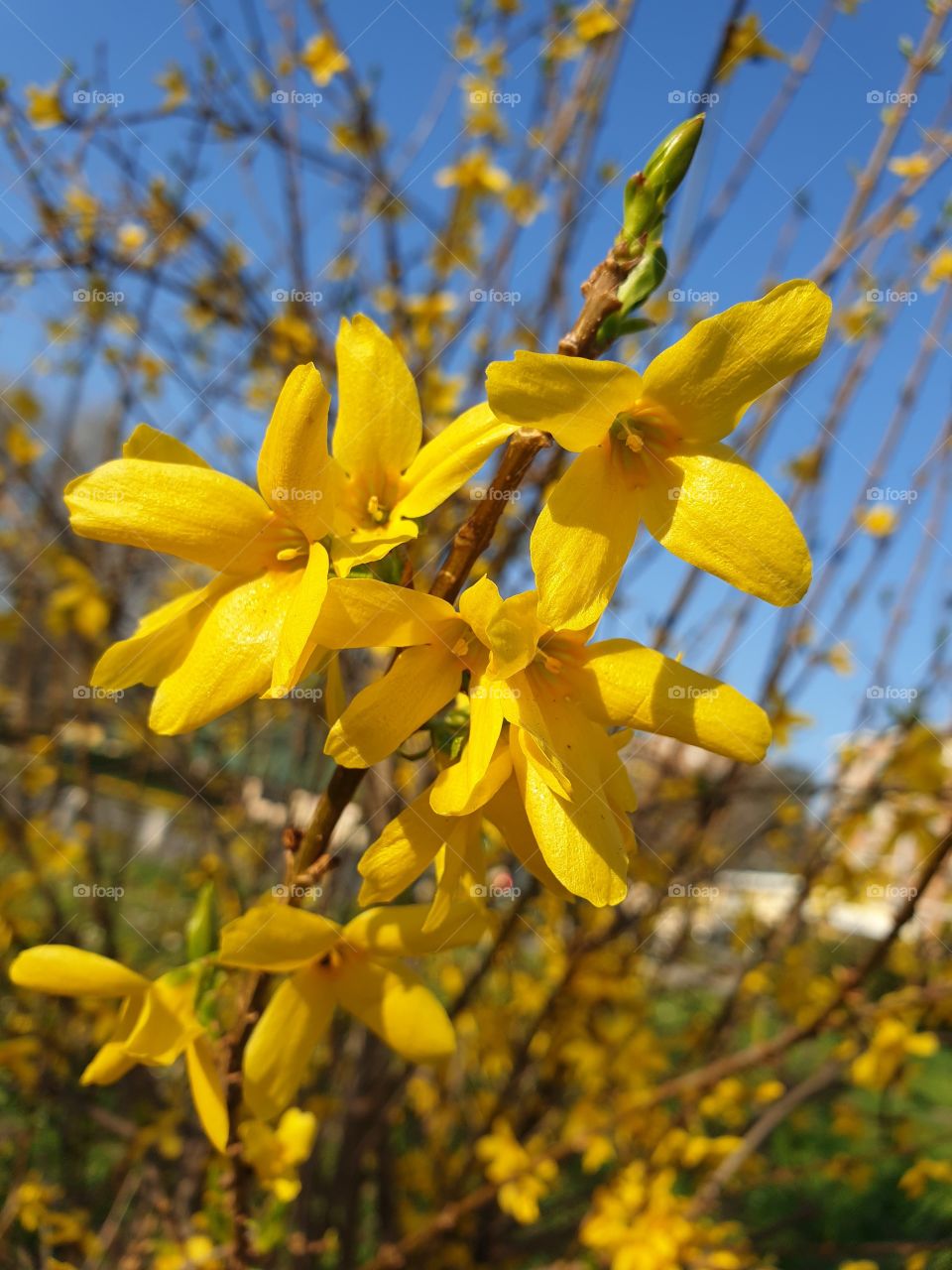 Yellow flowers