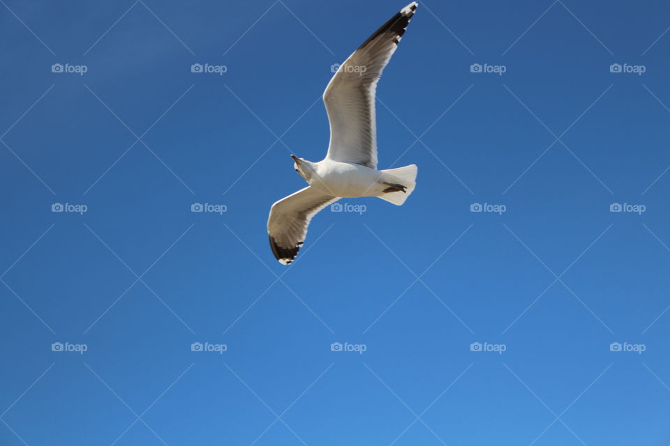 Seagulls, Bird, No Person, Sky, Flight