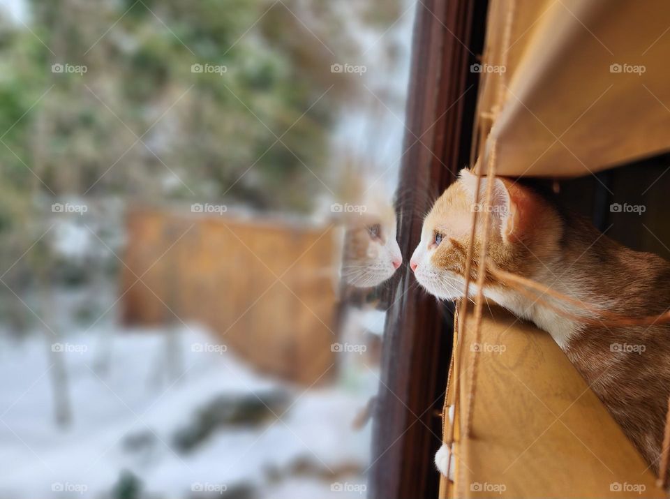 Cat looking through a window to outside, reflection of her face mirrored in glass.