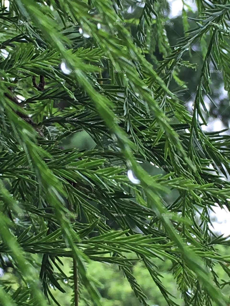 Pine Needle Water Drops