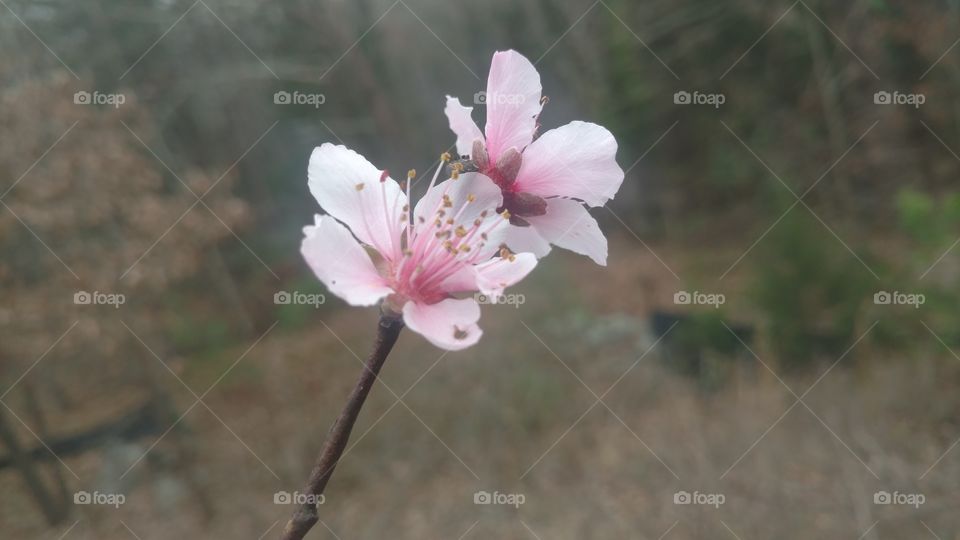 Flower, No Person, Nature, Tree, Flora