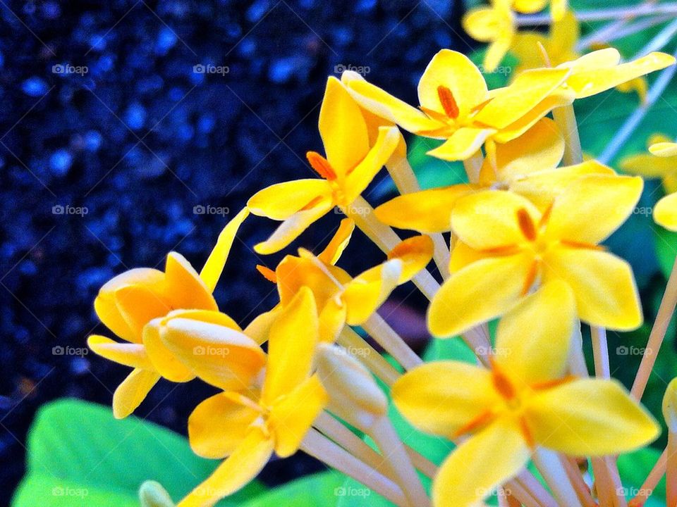 Yellow Flowers