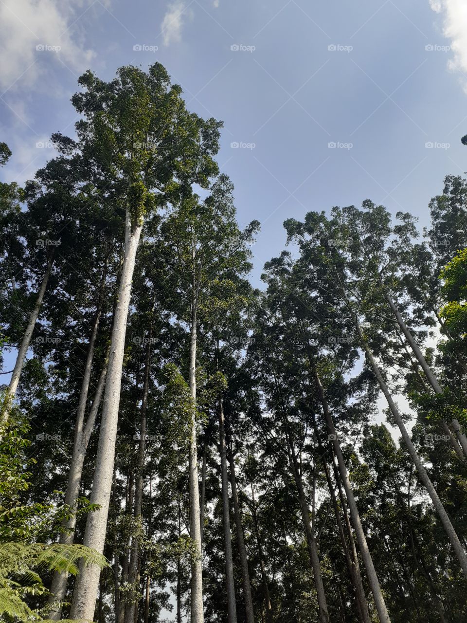 Low angle view of trees in the forest