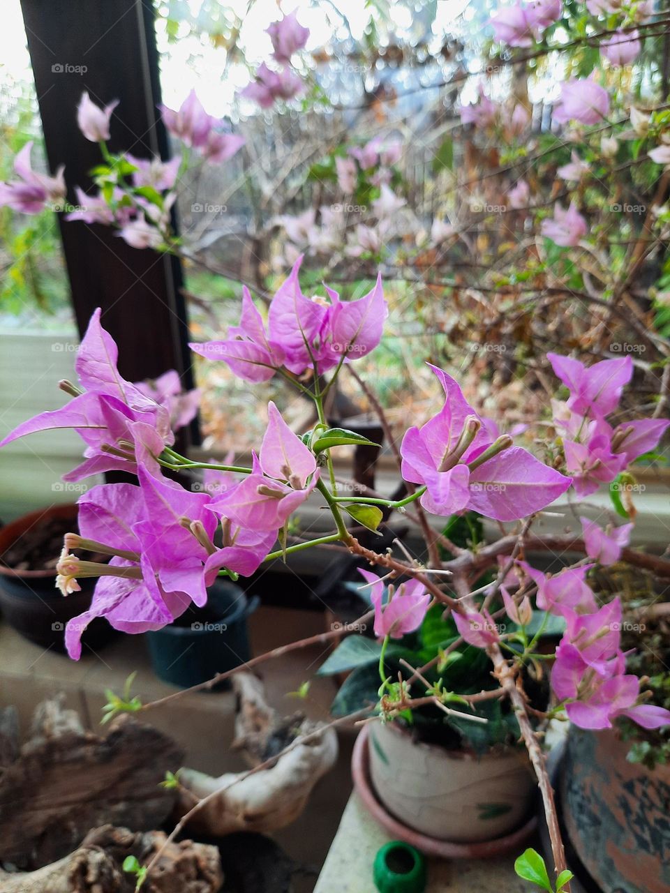 leaveless pale pink bougenvilla blooming  in winter