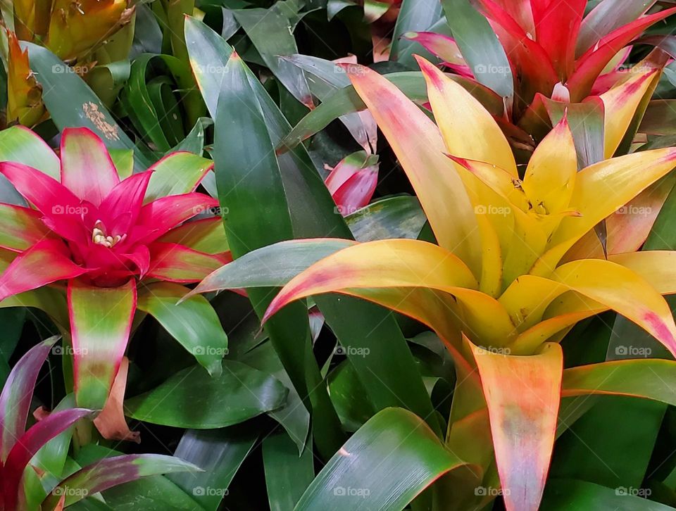 Bromeliad in Bloom