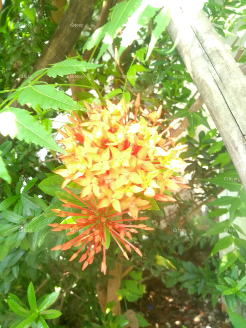 sun red flower