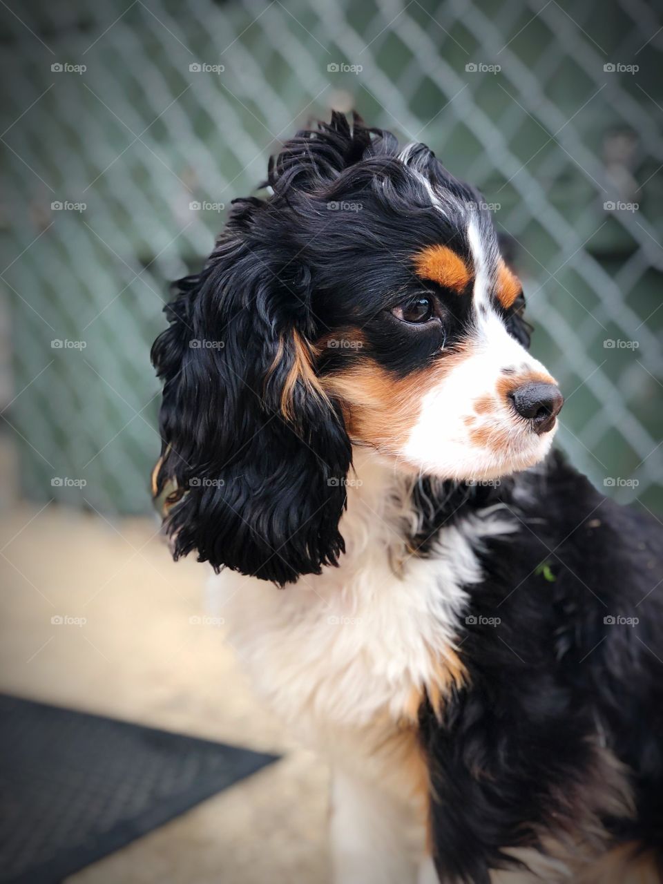 Cavalier King Charles spaniel with bed head!