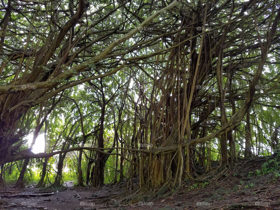 Banyan Tree in Hawaii