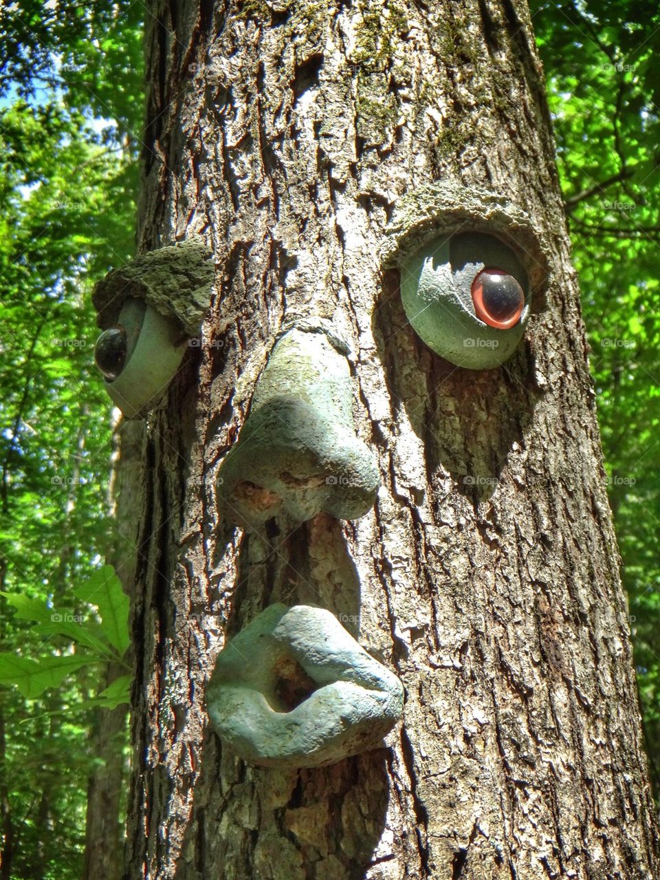 Tree Face