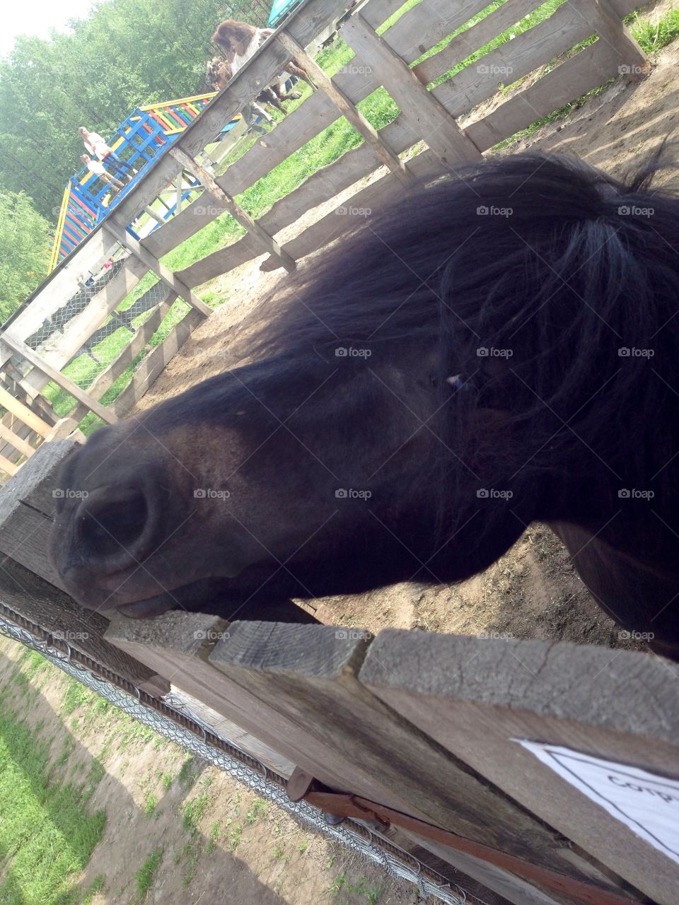 Pony in the farm