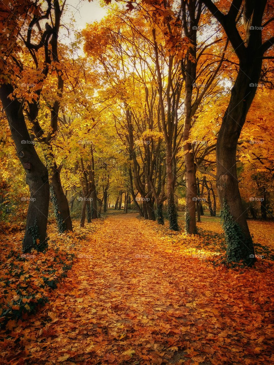 Trail in autumn forest