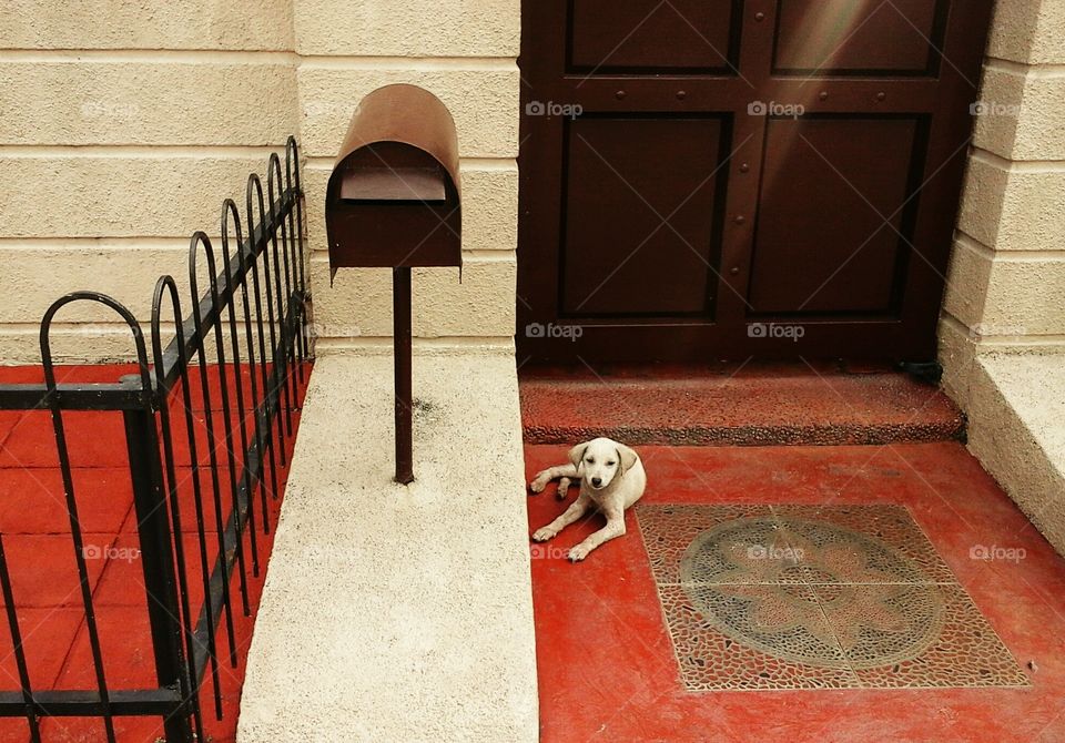 a dog and a mailbox. neighborhood dog and their mailbox