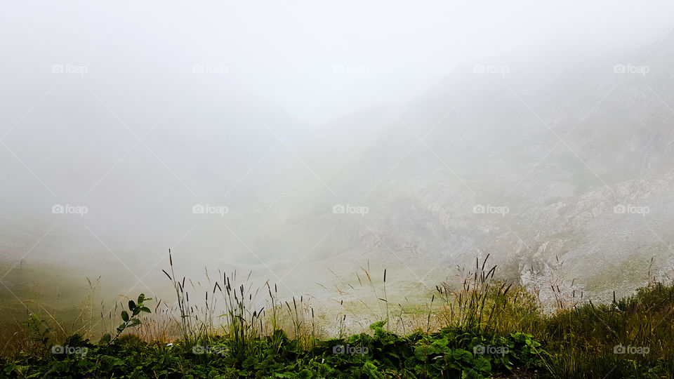 Reed and fog in Mont-de-lans in France