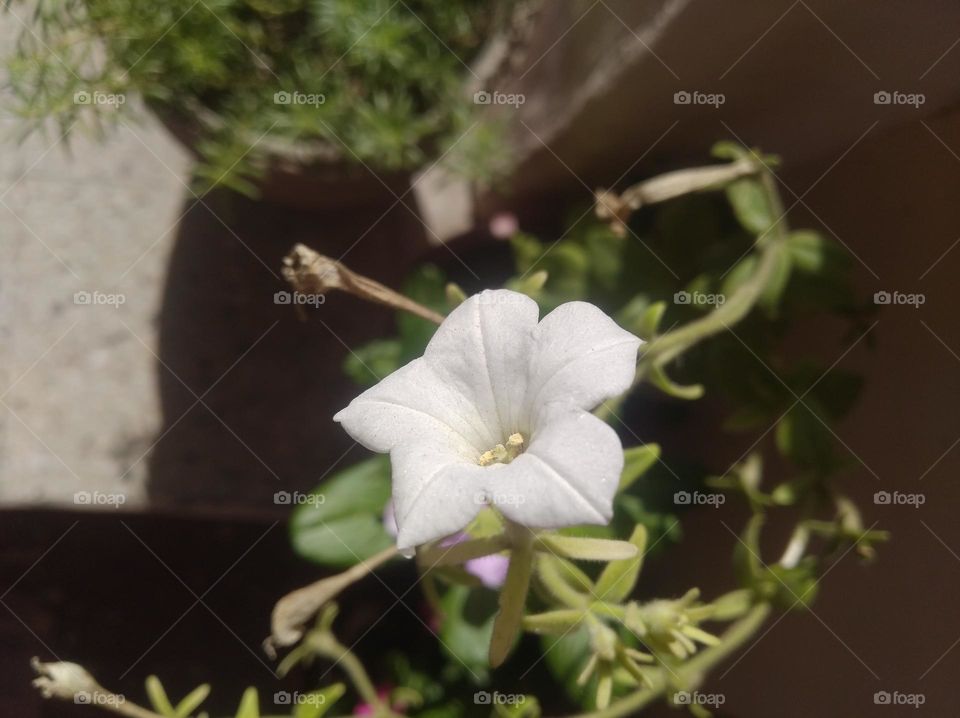 pitunia white flower looks very beautiful generally found everywhere fresh seasonal