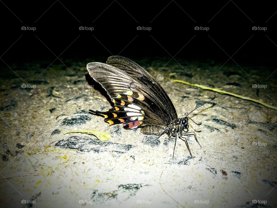 a beautiful black butterfly and best shot of night click