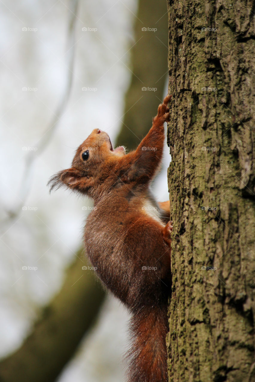 Squirrel surprised while hiding behind a tree!