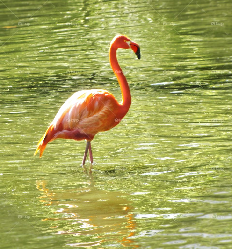 Flamingo 