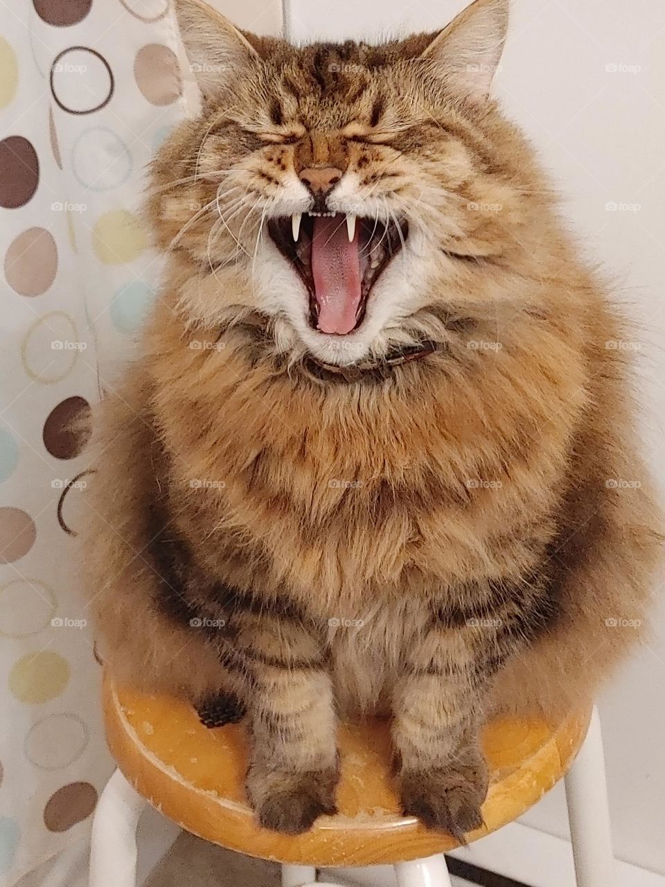 Be authentic: Cat-astrophy!