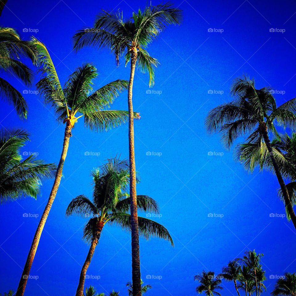 Sky View. Gazing upward from my hammock, listening to the breeze and the ocean waves.