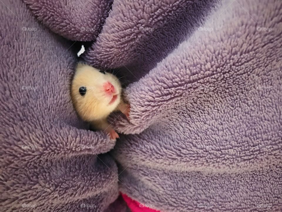 Chichivale my little hamster