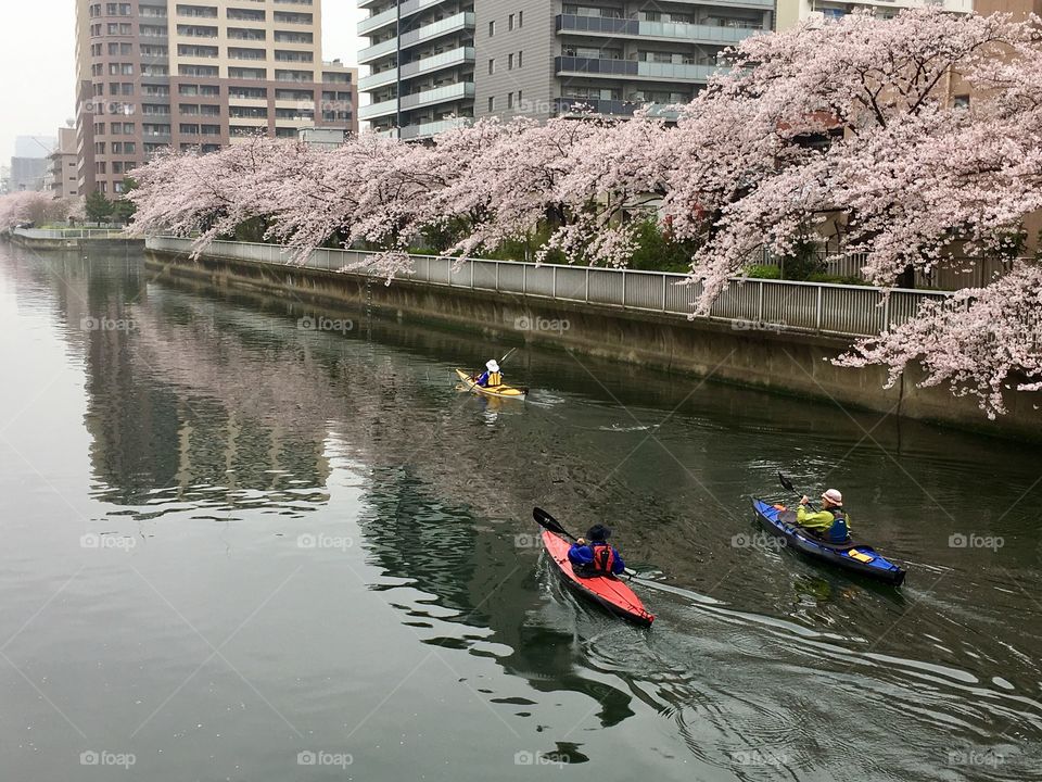 Canoes and cherry blossoms 
